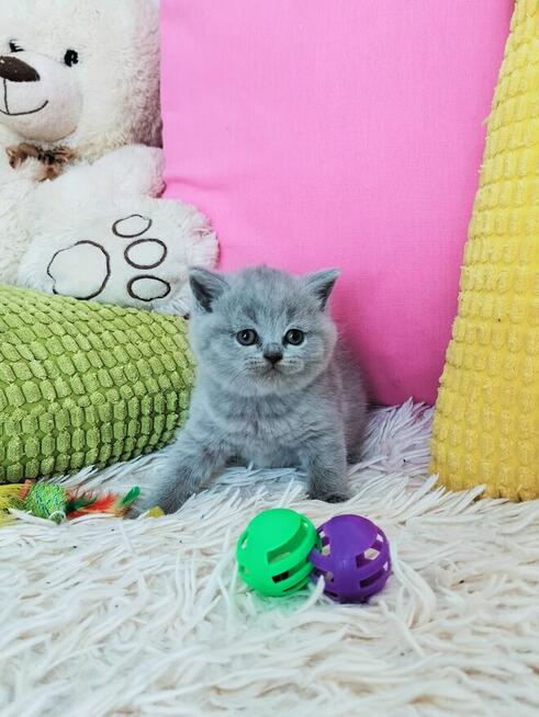 Zjawiskowe kocięta Brytyjskie