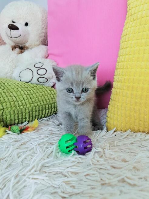 Zjawiskowe kocięta Brytyjskie