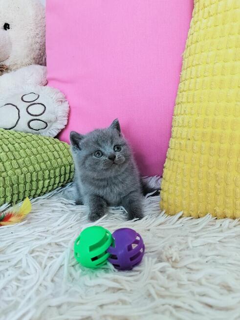 Zjawiskowe kocięta Brytyjskie