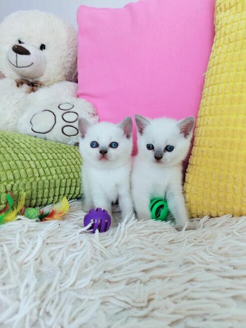 Zjawiskowe kocięta Brytyjskie