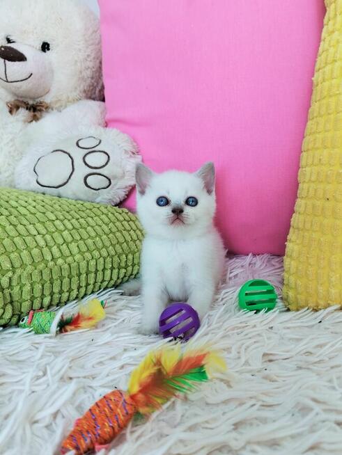 Zjawiskowe kocięta Brytyjskie