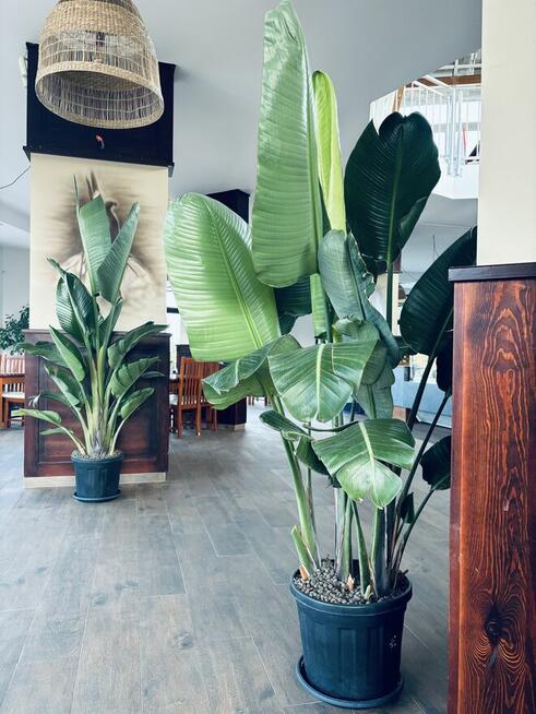 PROJEKTOWANIE ZIELENI I pielęgnacja przestrzeni zielonej