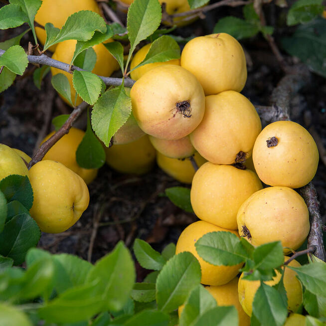 owoce PIGWOWCA z naszej plantacji