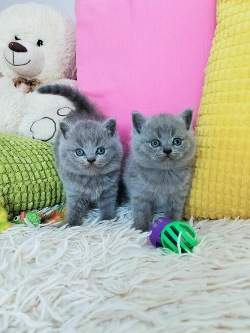 Zjawiskowe kocięta Brytyjskie