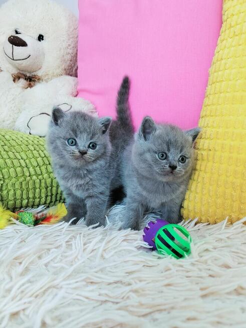 Zjawiskowe kocięta Brytyjskie