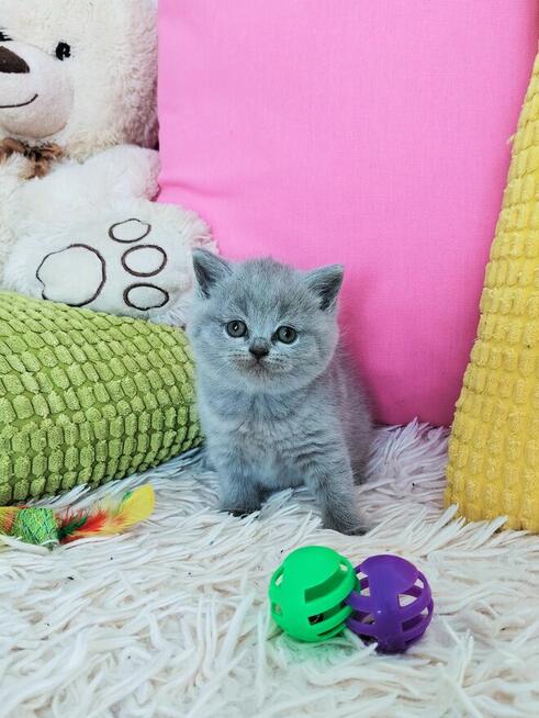 Zjawiskowe kocięta Brytyjskie