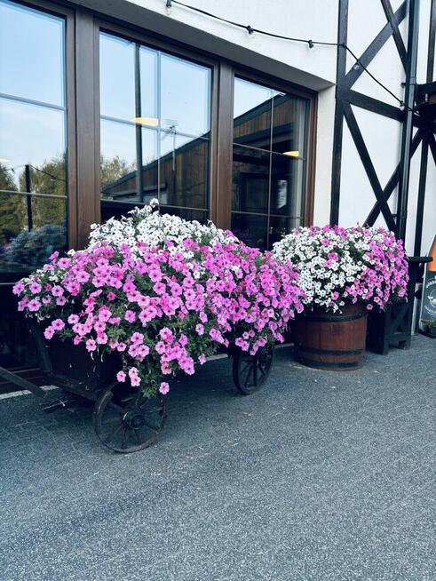 PROJEKTOWANIE ZIELENI I pielęgnacja przestrzeni zielonej