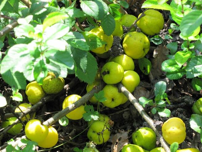 owoce PIGWOWCA z naszej plantacji