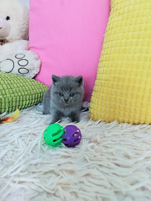 Zjawiskowe kocięta Brytyjskie