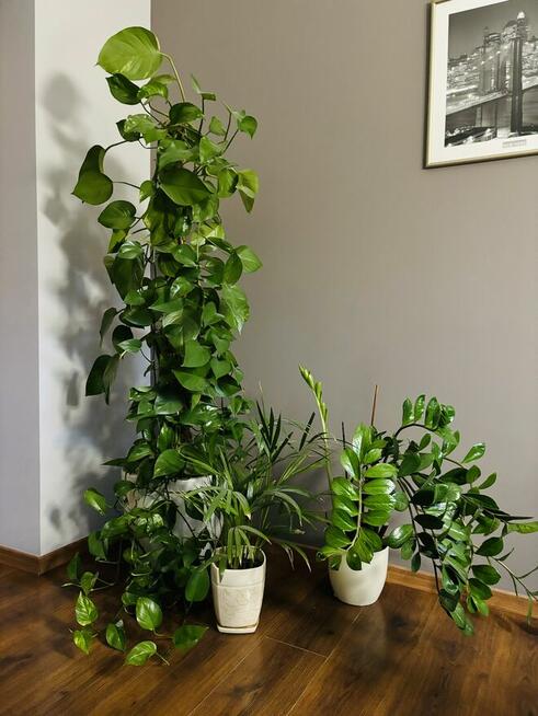 PROJEKTOWANIE ZIELENI I pielęgnacja przestrzeni zielonej