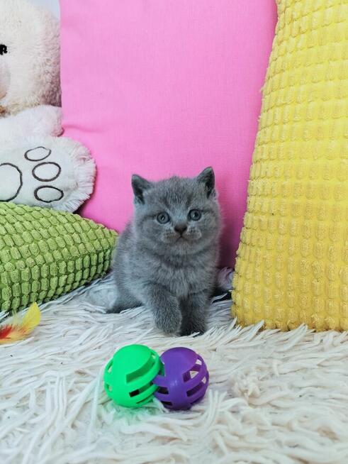 Zjawiskowe kocięta Brytyjskie