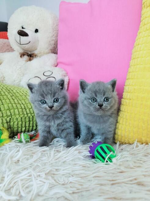 Zjawiskowe kocięta Brytyjskie