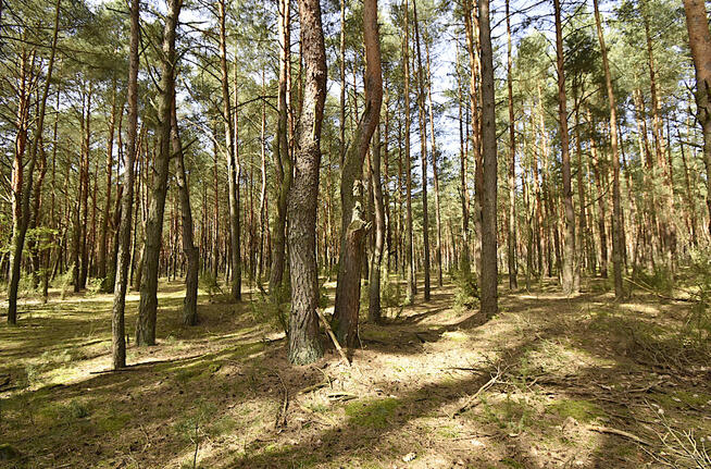 Sprzedam działki leśne - gmina Janowiec