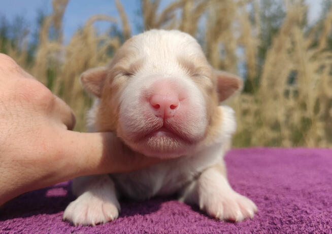 BORDER COLLIE - Pies unikalnej maści ee-red z pełną dok. hod