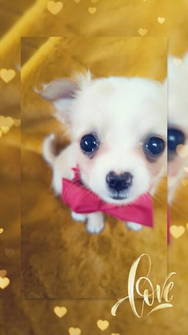 Chihuahua piesek