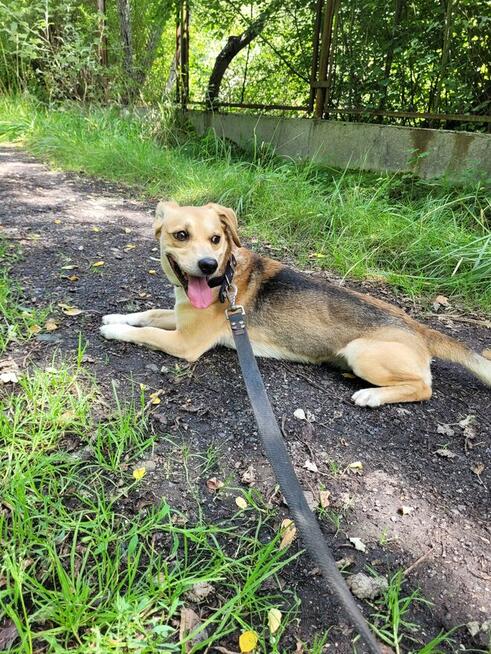 Profesjonalny Grooming z Dojazdem do Klienta - Legnica i Oko