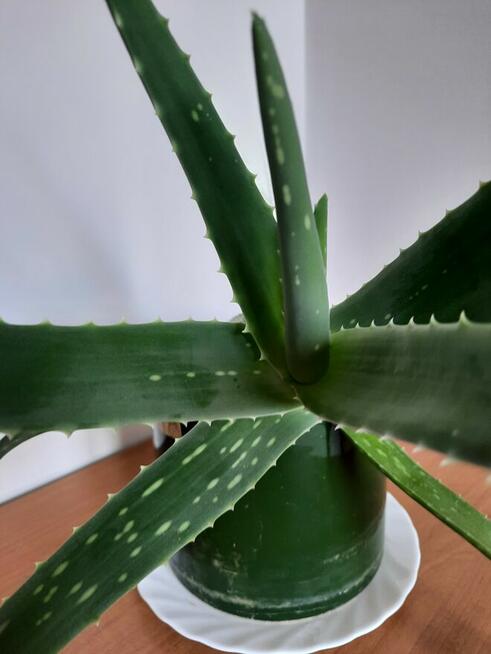 Aloes - Aloe Vera