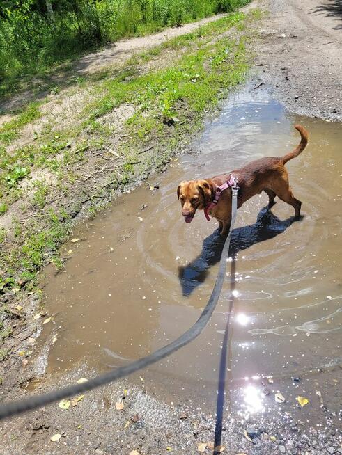Profesjonalny Grooming z Dojazdem do Klienta - Legnica i Oko