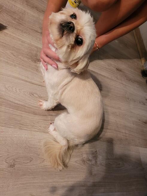 Profesjonalny Grooming z Dojazdem do Klienta - Legnica i Oko