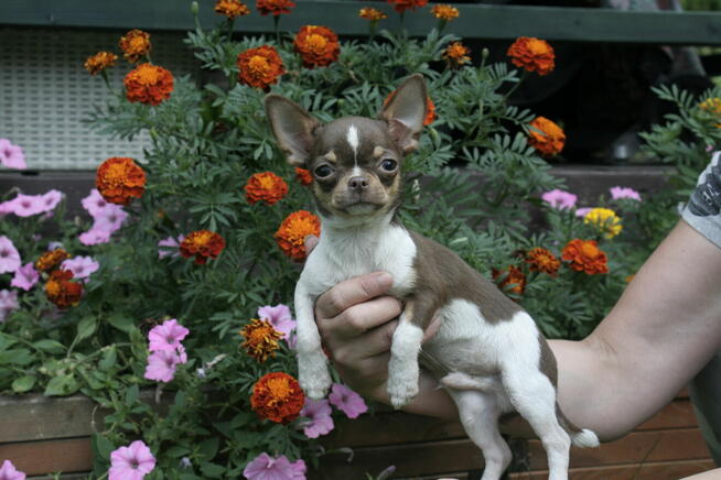 chihuahua