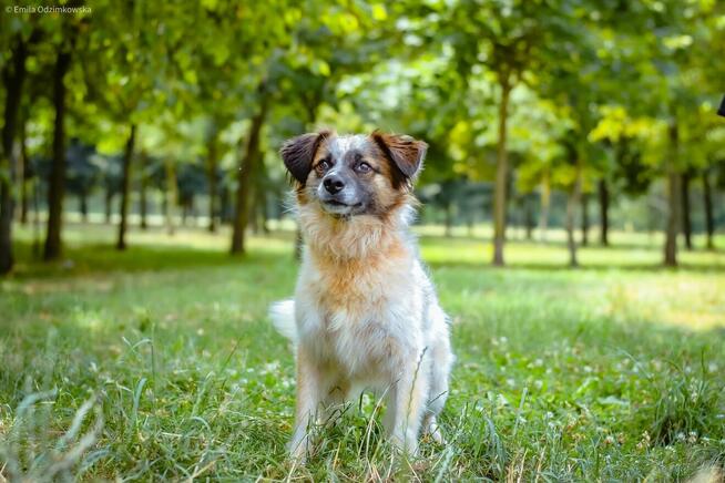 Białasek-cudowny, młodziutki i nadal bez domu, pokochaj-adoptu