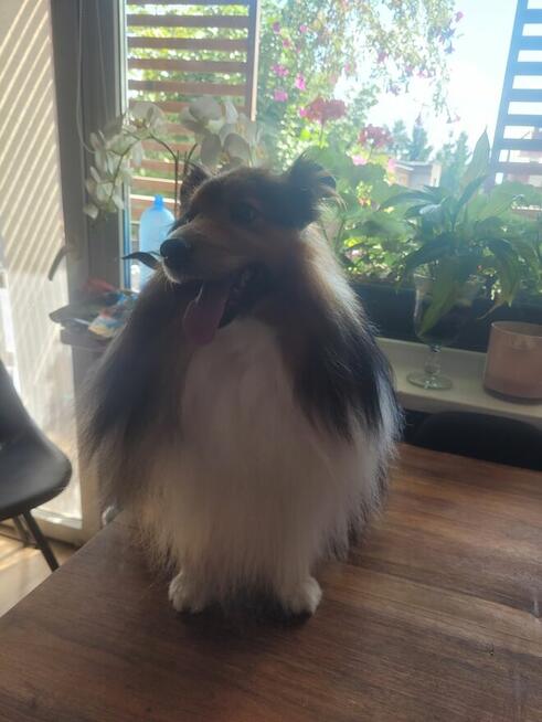 Profesjonalny Grooming z Dojazdem do Klienta - Legnica i Oko