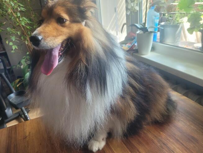 Profesjonalny Grooming z Dojazdem do Klienta - Legnica i Oko