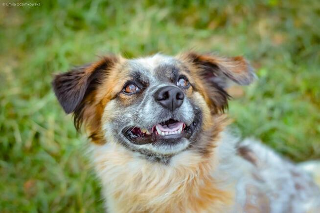 Białasek-cudowny, młodziutki i nadal bez domu, pokochaj-adoptu