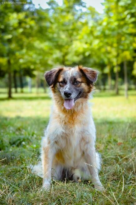 Białasek-cudowny, młodziutki i nadal bez domu, pokochaj-adoptu