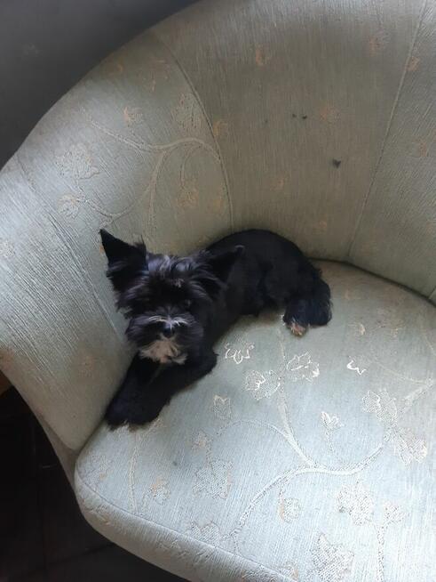 York black piesek
