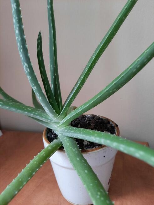 Aloes - Aloe Vera