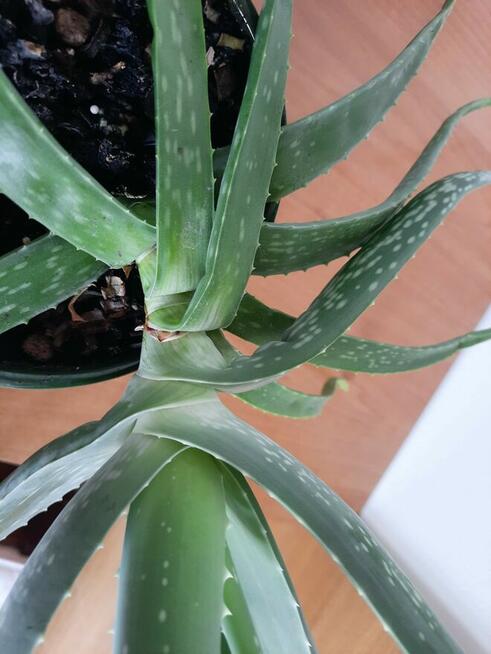 Aloes - Aloe Vera