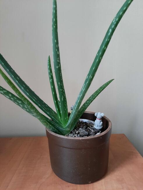 Aloes - Aloe Vera