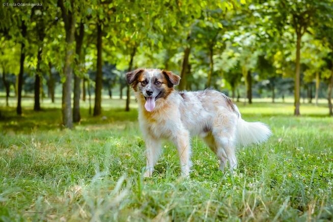 Białasek-cudowny, młodziutki i nadal bez domu, pokochaj-adoptu