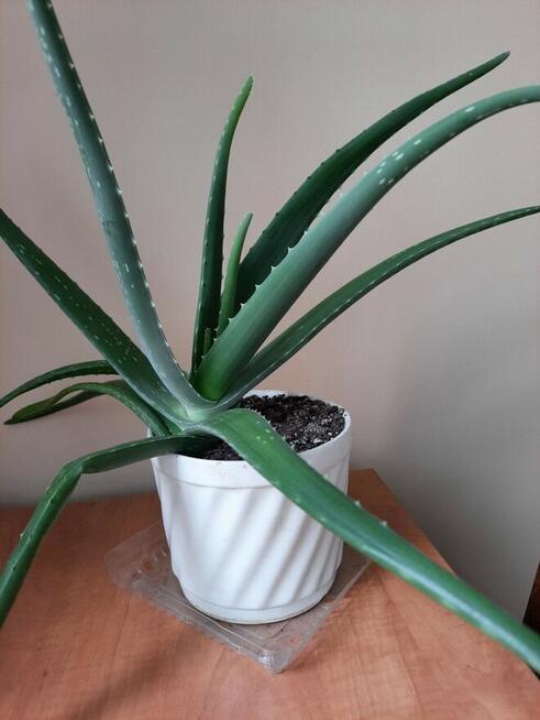 Aloes - Aloe Vera