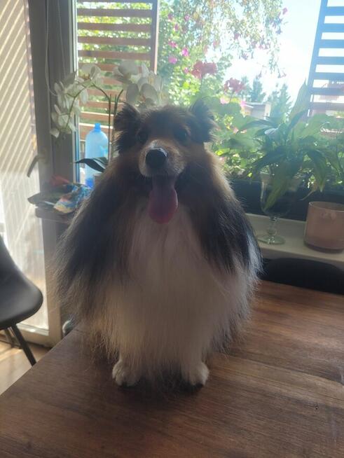 Profesjonalny Grooming z Dojazdem do Klienta - Legnica i Oko