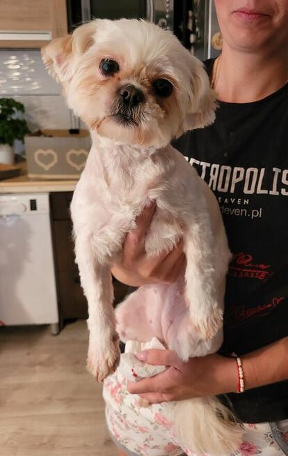 Profesjonalny Grooming z Dojazdem do Klienta - Legnica i Oko