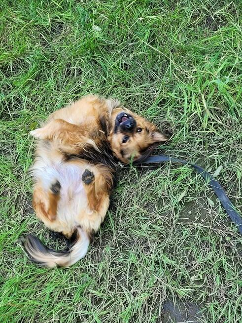 Profesjonalny Grooming z Dojazdem do Klienta - Legnica i Oko