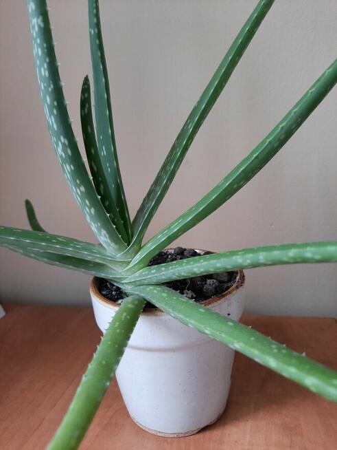 Aloes - Aloe Vera