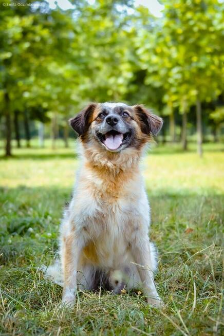 Białasek-cudowny, młodziutki i nadal bez domu, pokochaj-adoptu
