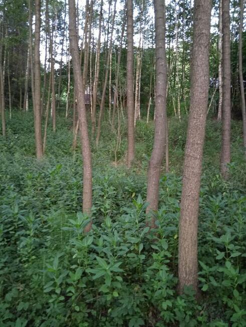 BŁĘDOWA TYCZYŃSKA DZIAŁKA BUDOWLANA 10,50 AR