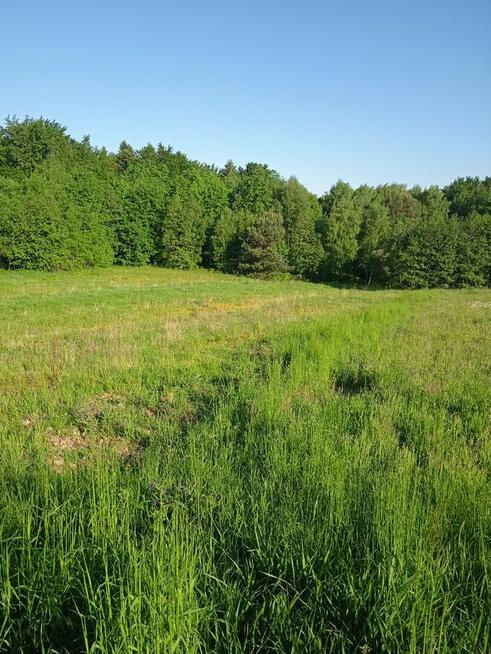 Okazja ! Działka Futoma przy asfalcie 31,23ar tylko 2499 1ar