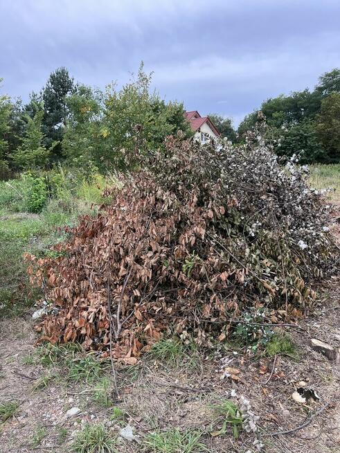 Ścięte gałęzie do zabrania na opał
