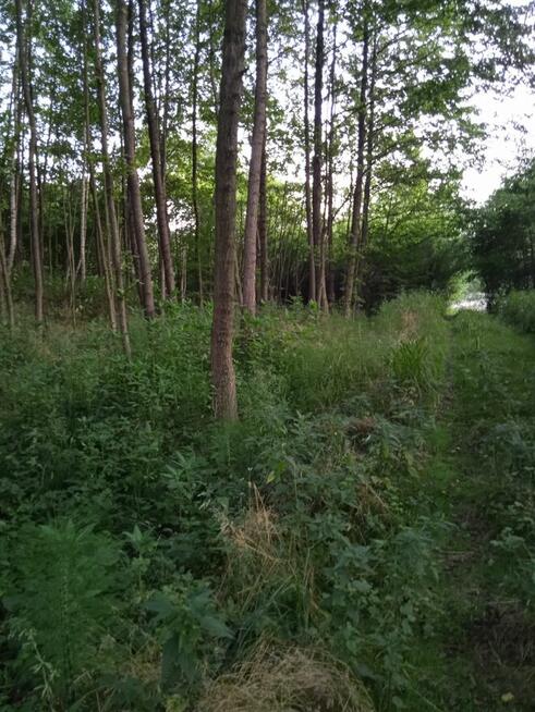 BŁĘDOWA TYCZYŃSKA DZIAŁKA BUDOWLANA 10,50 AR