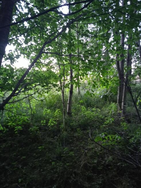 Husów 11ar miedzy domami 55000