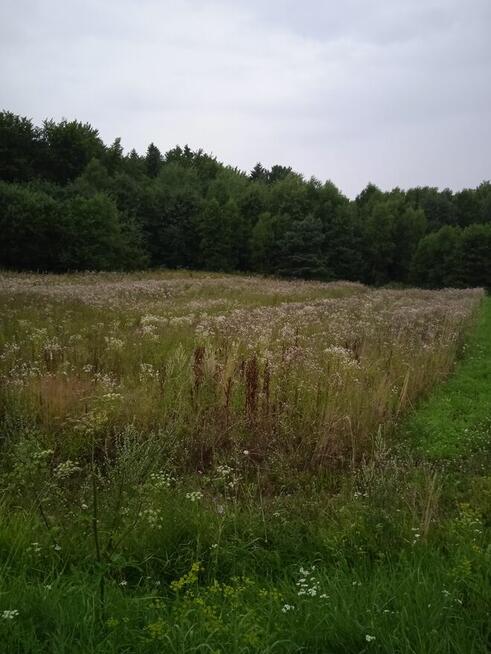 Okazja ! Działka Futoma przy asfalcie 31,23ar tylko 2499 1ar