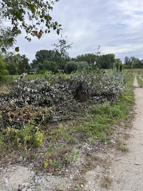 Ścięte gałęzie do zabrania na opał