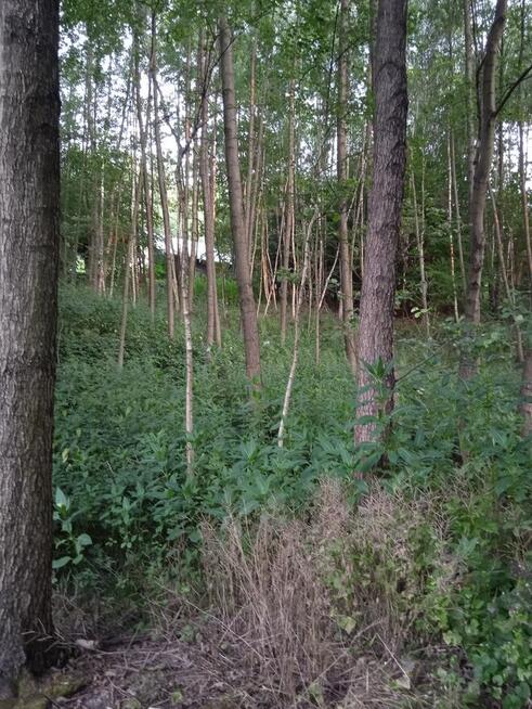 BŁĘDOWA TYCZYŃSKA DZIAŁKA BUDOWLANA 10,50 AR