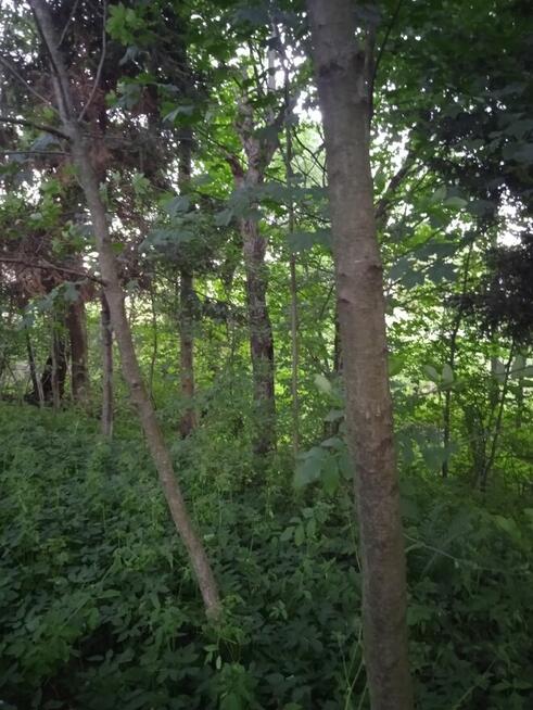 Husów 11ar miedzy domami 55000