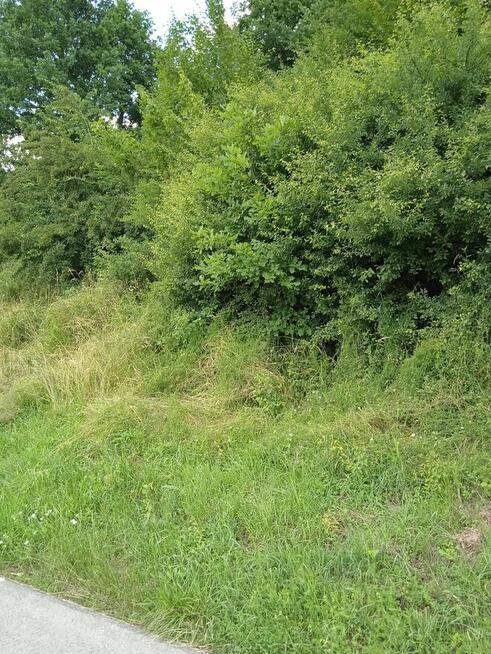 Żyznów powiat strzyżowski 9ar 4 klasa 43000